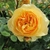 Double flowered yellow rose