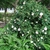 Form in bloom
