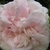 Layers of light pink petals with off-white borders