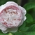 Flower detail