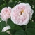 Layers of light pink petals with off-white borders in June