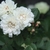 greenish white, double-flowered miniature rose
