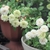 greenish white, double-flowered miniature rose