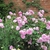 Shrub with clusters of pink fully double roses