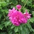 Close-up of a dark pink, fully double rose.