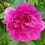 Close-up of a dark pink, fully double rose.