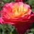 A fully double rose. Outer petals are pink; inner are yellow.
