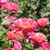 Fully double roses. Outer petals are pink; inner are yellow.