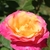 A fully double rose. Outer petals are pink; inner are yellow.