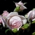 Light pink double flower with buds opening in various stages