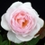 Pink double rose