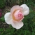Pink, double rose flower