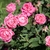 Pink fully double hybrid rose