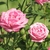 Pink fully double hybrid rose