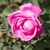 Pink fully double hybrid rose