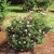 Shrub with many, pink, fully double roses