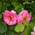 Pink double flowers and green leaves