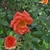 Small, reddish orange rose flowers.