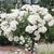 Form in bloom