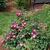 Shrub with pinkish red semidouble flowers with pale centers.