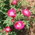 Clusters of pinkish red semidouble flowers with pale centers.