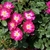 Clusters of pinkish red semidouble flowers with pale centers.