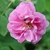 Flower detail