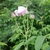 Side view of flower, stem, leaves
