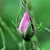 Flower bud