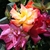 Multi-colored flowers
