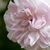 Close-up of a pale pink, divided rose flower.