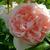 Rosa 'Katherine Morley'