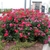 Double red flowers and form
