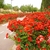 Shrubs with double red flowers
