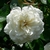 Flower detail