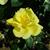 Close up of flower