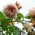 Flowers and leaves