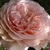 Flower detail