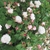 Form in bloom
