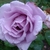 Flower detail