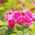 Clusters of small, dark pink roses.