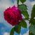 Rosa 'Madame Isaac Pereire'