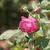 Rosa 'Madame Isaac Pereire'