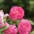 Rosa 'Madame Isaac Pereire'