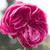 Rosa 'Madame Isaac Pereire'