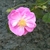 Single pink rose flower.
