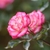 Small flowers with whitish petals that are pink at the edges.