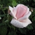 Blush pink, fully double rose.