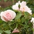 a pair of fully double medium pink roses.