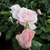 Blush pink, fully double roses